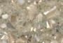 Abalone